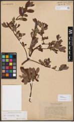 Salix bebbiana Sarg.